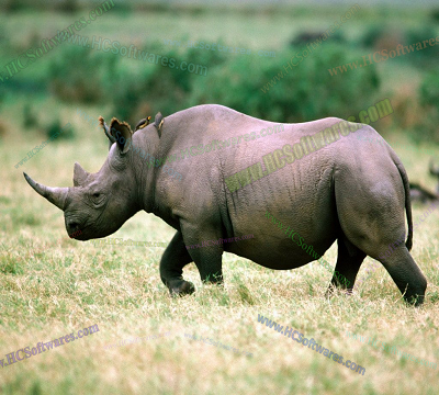 Rhinoceros 8.27.25357.11371 
