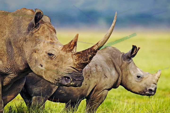  Rhinoceros 8 download Windows